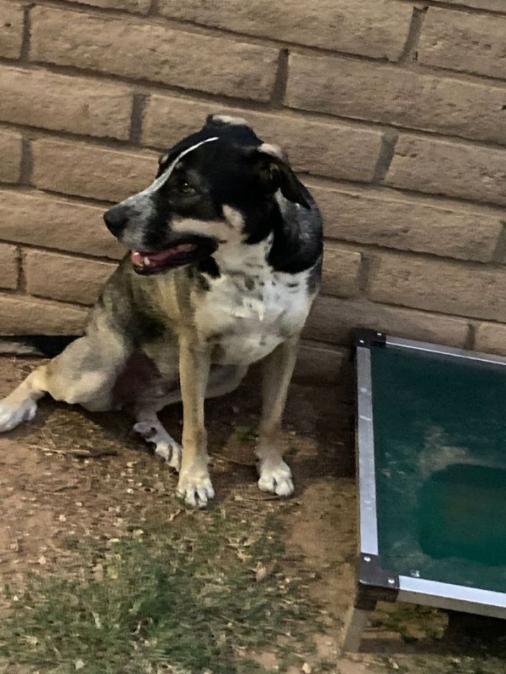 Dog for adoption Adelaide, a German Shorthaired Pointer & German