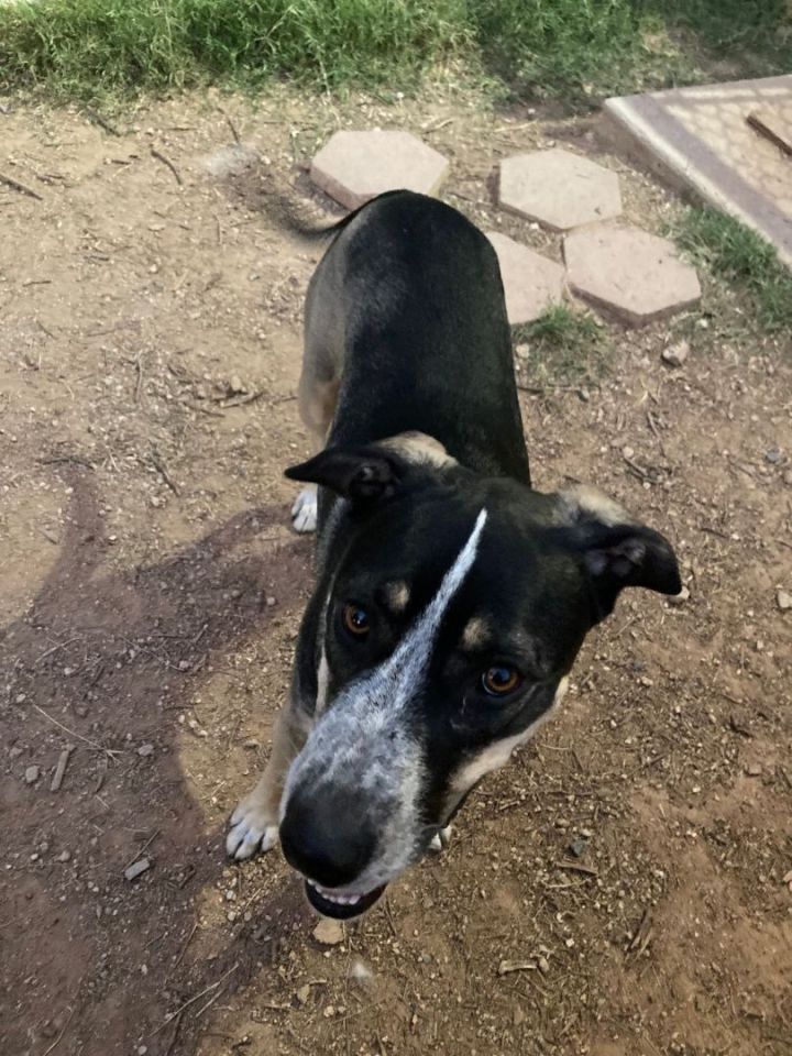 Dog for adoption Adelaide, a German Shorthaired Pointer & German