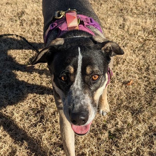 Australian shepherd outlet german shorthair mix