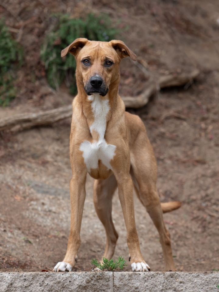 Ridgeback and hot sale lab mix