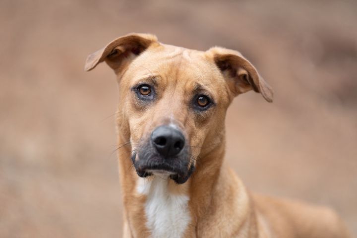 rhodesian ridgeback lab mix puppy