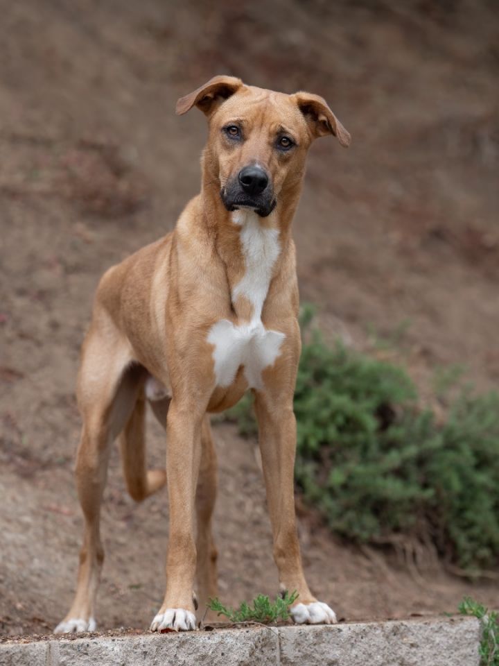 rhodesian ridgeback lab mix puppy