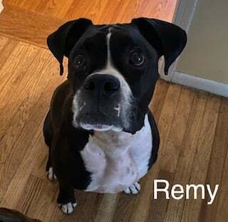 Remy