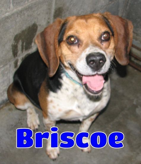 #3588 Briscoe