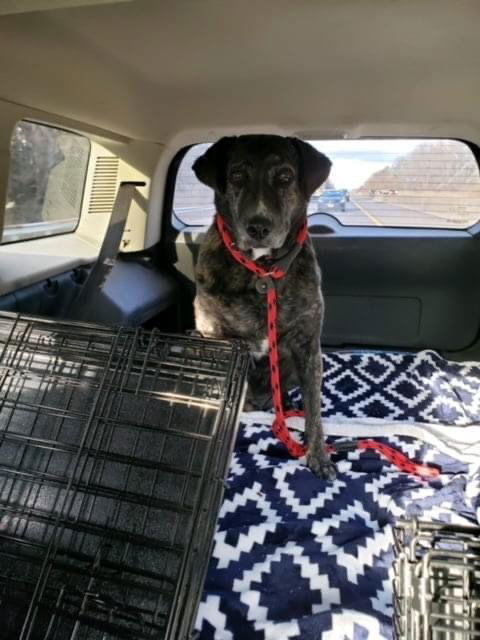 Annabelle, an adoptable Catahoula Leopard Dog in Tarrytown, GA, 30470 | Photo Image 1