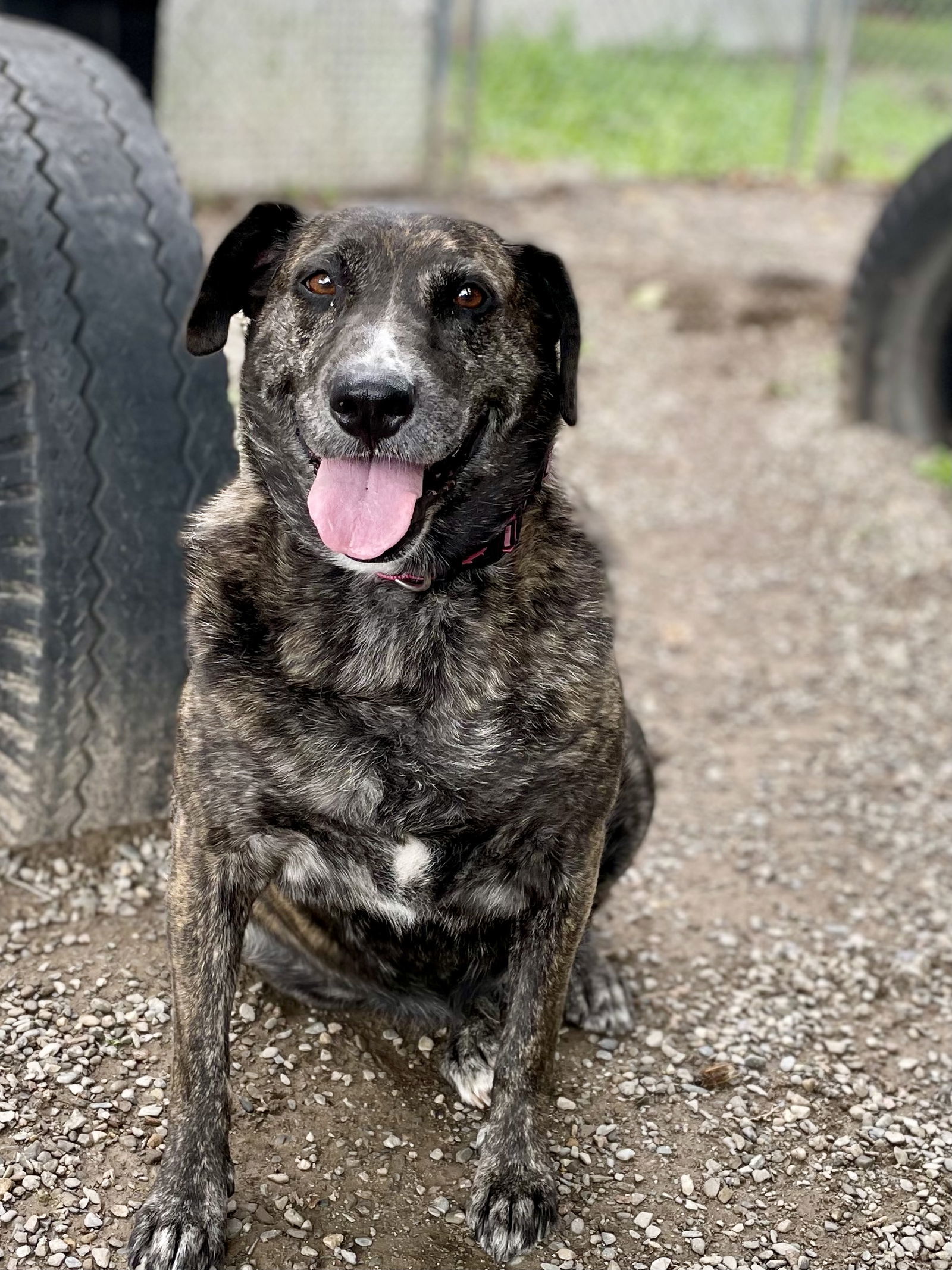 Annabelle, an adoptable Catahoula Leopard Dog in Tarrytown, GA, 30470 | Photo Image 2