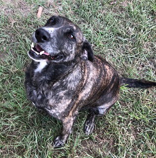 Annabelle, an adoptable Catahoula Leopard Dog in Tarrytown, GA, 30470 | Photo Image 3