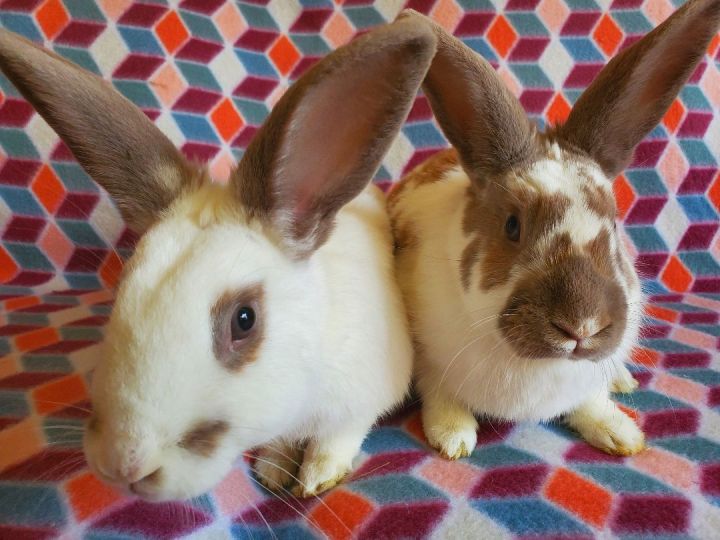 Whistler & Brady (bonded pair), an adoptable Bunny Rabbit in Albuquerque, NM_image-2