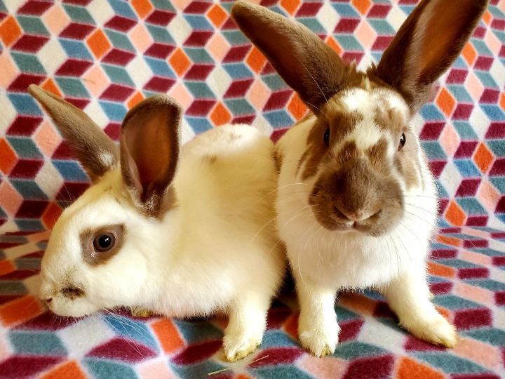 Whistler & Brady (bonded pair), an adoptable Bunny Rabbit in Albuquerque, NM_image-4