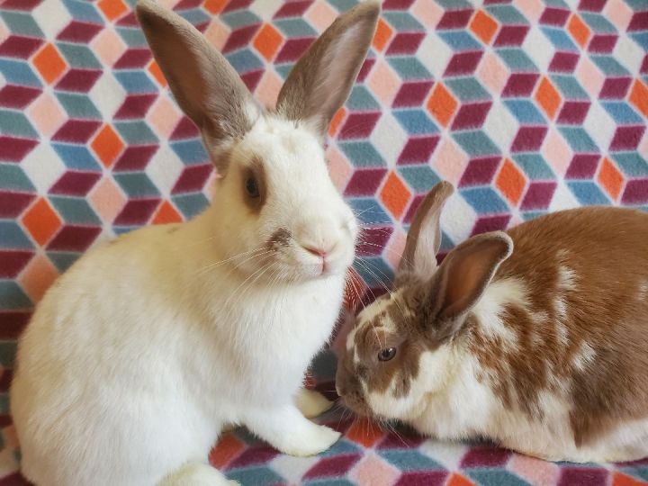 Whistler & Brady (bonded pair), an adoptable Bunny Rabbit in Albuquerque, NM_image-5