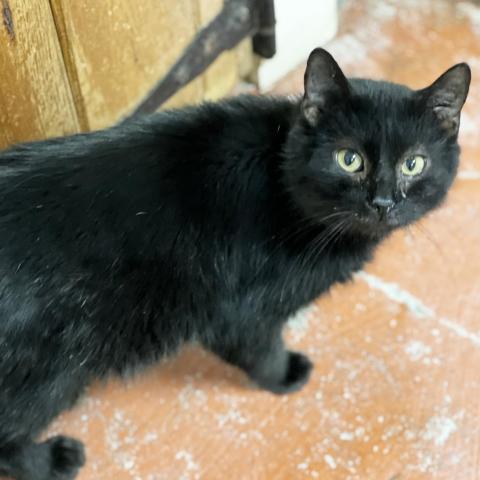 Baxter, an adoptable Domestic Short Hair in Mount Juliet, TN, 37122 | Photo Image 1