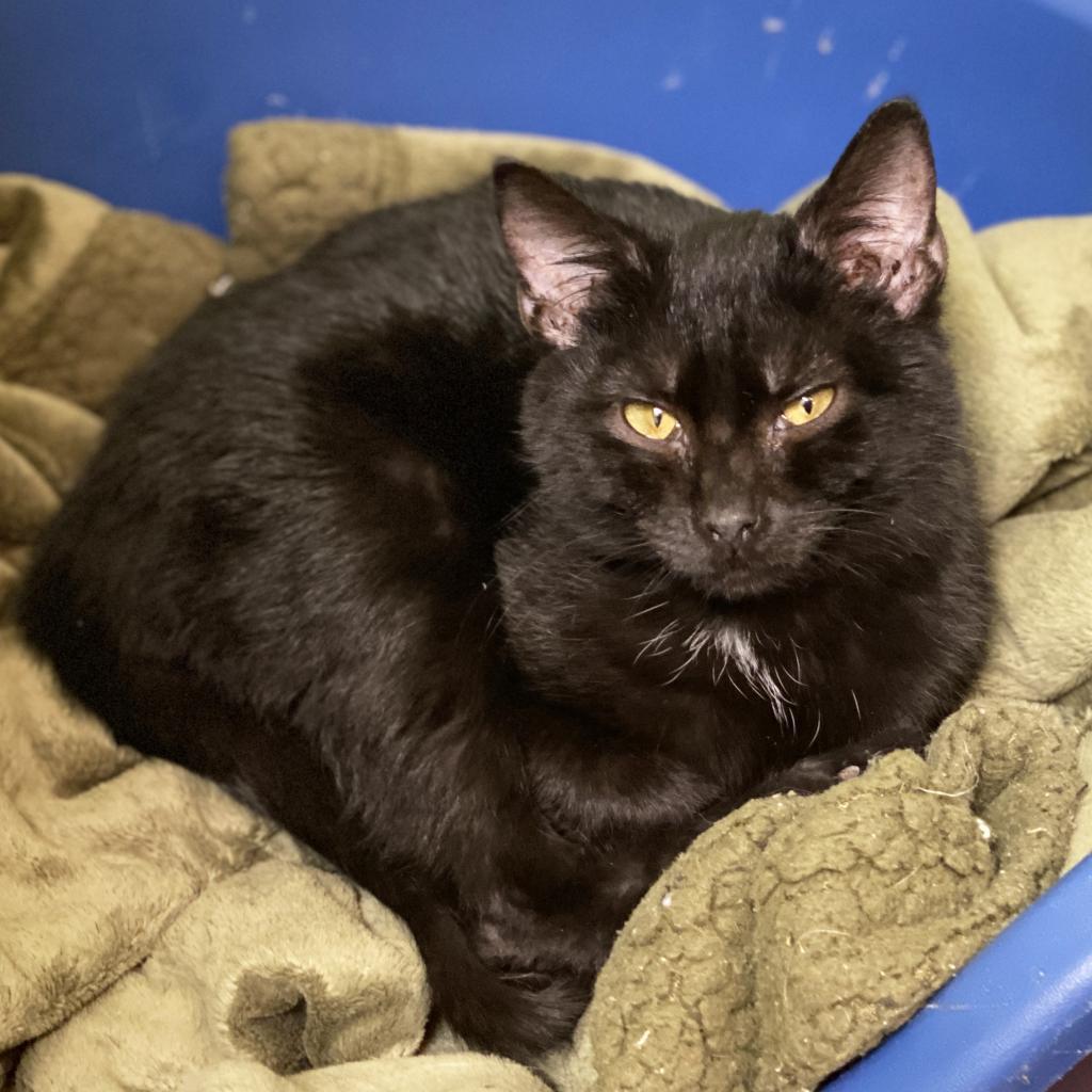 Vinny, an adoptable Domestic Short Hair in Mount Juliet, TN, 37122 | Photo Image 2