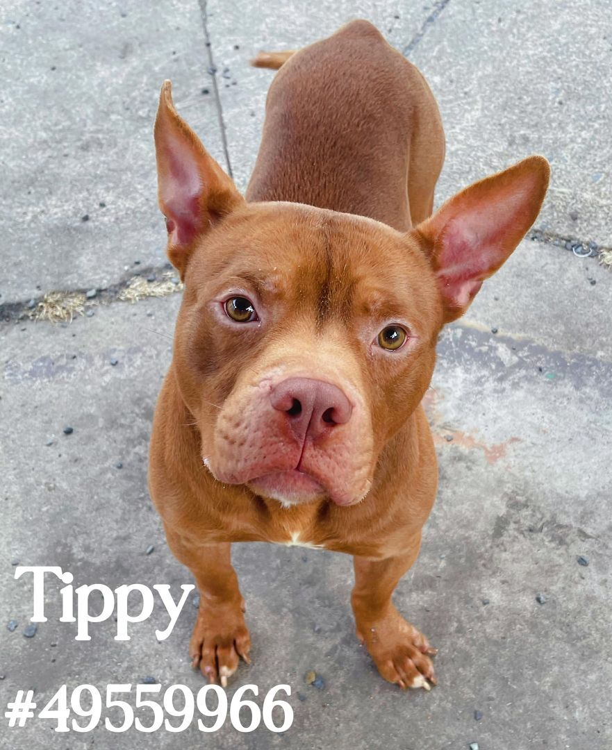 Tippy