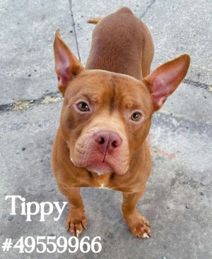 Tippy 