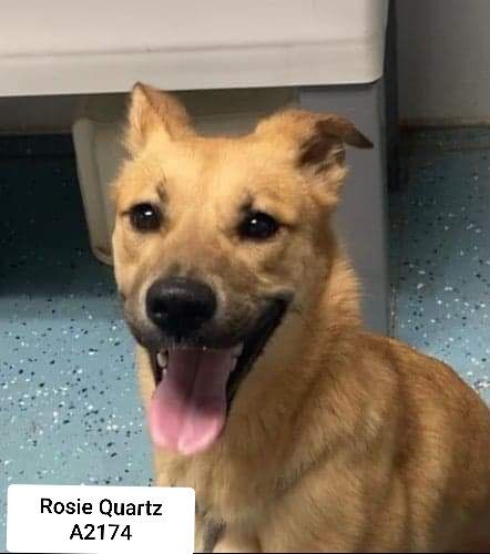 Rosie Quartz A2174