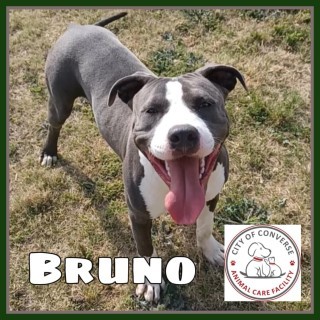 Bruno