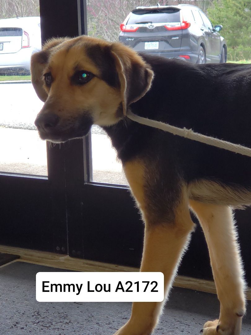 Emmy Lou A2172