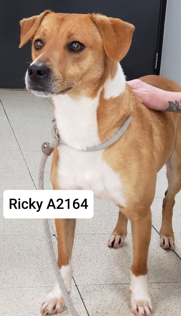 Ricky A2164