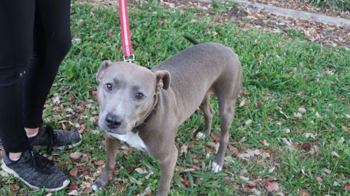 Lady Diana!  Laid Back. Gentle. DIVINE!, an adoptable Pit Bull Terrier in St. Petersburg, FL_image-4