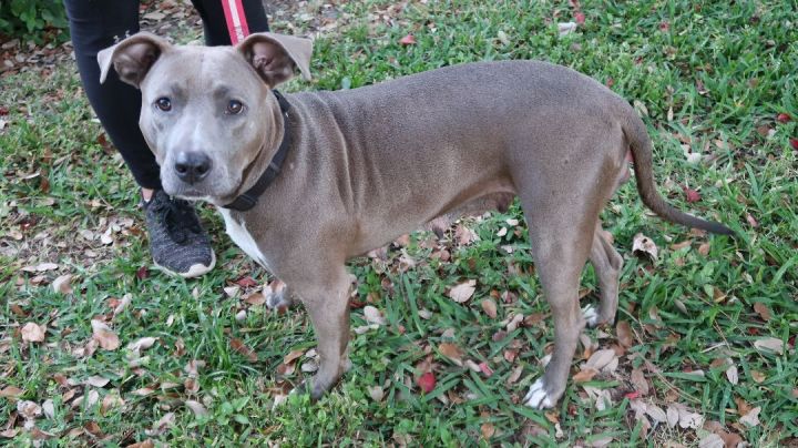 Lady Diana!  Laid Back. Gentle. DIVINE!, an adoptable Pit Bull Terrier in St. Petersburg, FL_image-6