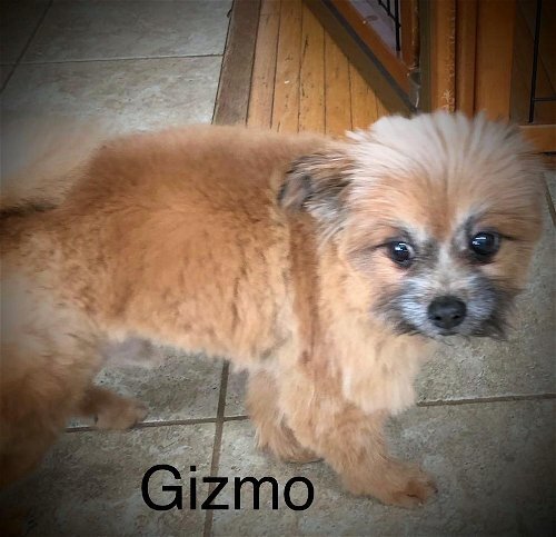 Gizmo & Bam Bam- bonded pair