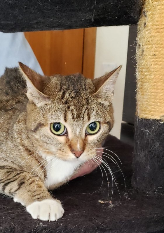 Blake, an adoptable Tabby, Domestic Short Hair in Littleton, CO, 80127 | Photo Image 1