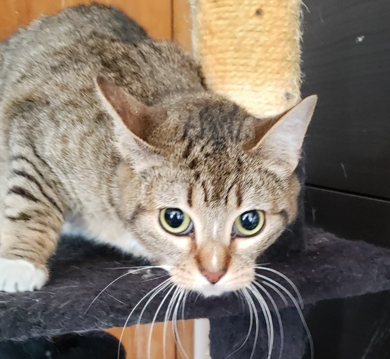 Blake, an adoptable Tabby, Domestic Short Hair in Littleton, CO, 80127 | Photo Image 2