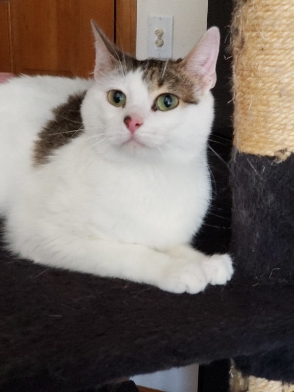 Cameron, an adoptable Tabby, Domestic Short Hair in Littleton, CO, 80127 | Photo Image 1