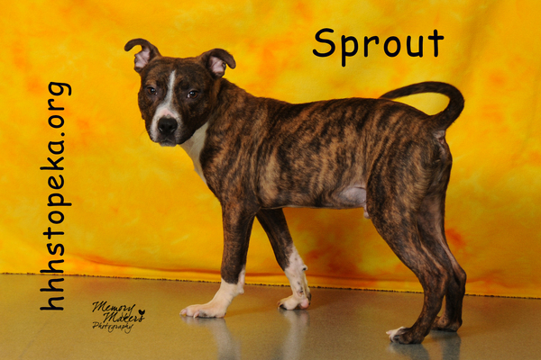 Sprout