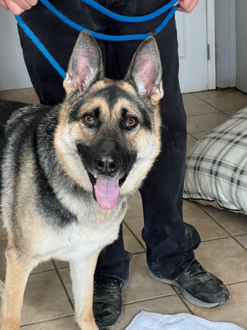 Max, an adoptable Shepherd in New Windsor, NY, 12553 | Photo Image 1