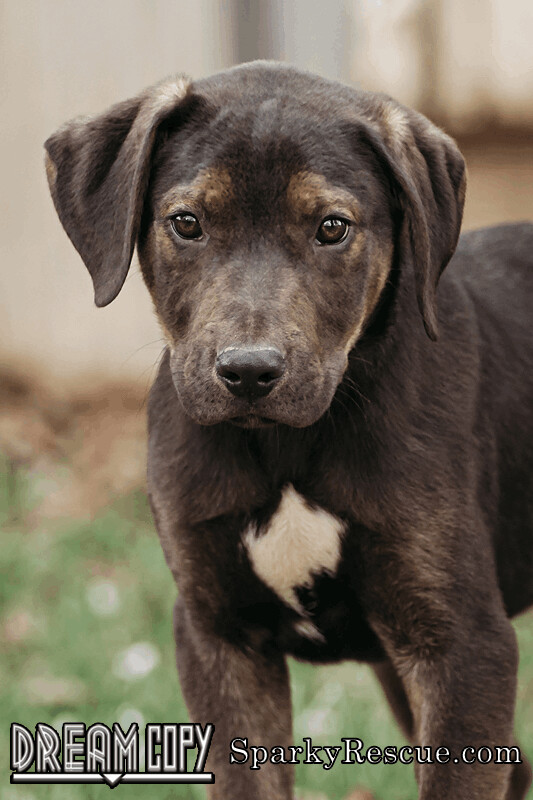 Jace, an adoptable Hound Mix in Owensboro, KY_image-1
