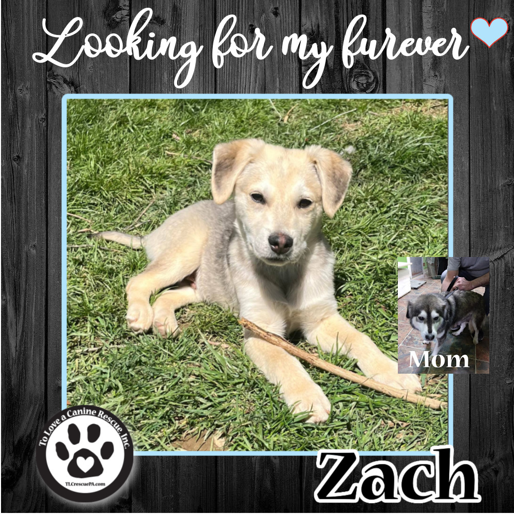 Zach 040222 (Zoey Pup)