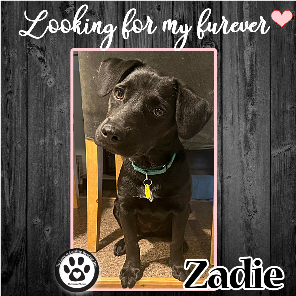 Zadie 040222 (Zoey Pup)