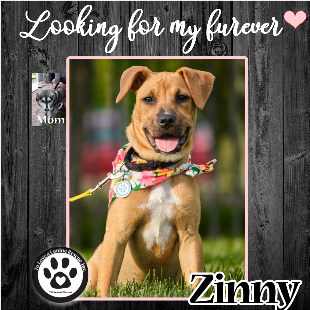 Zinny 040222 (Zoey Pup)