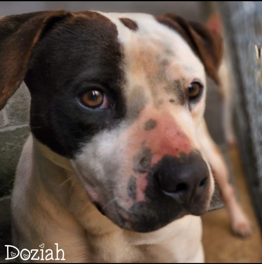 Doziah, an adoptable Pit Bull Terrier in El Dorado, AR, 71730 | Photo Image 1
