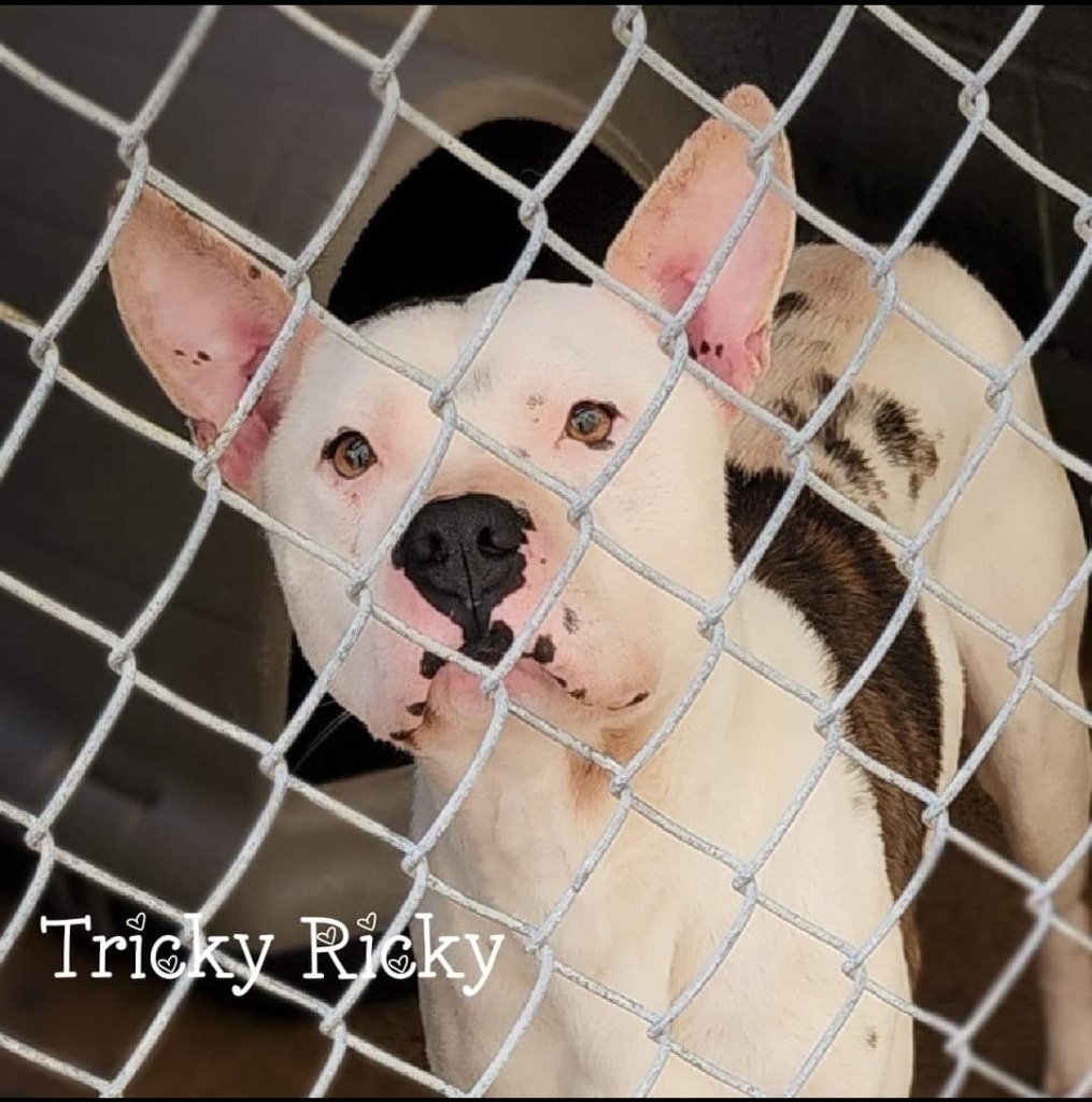 Tricky Ricky, an adoptable Pit Bull Terrier in El Dorado, AR, 71730 | Photo Image 1