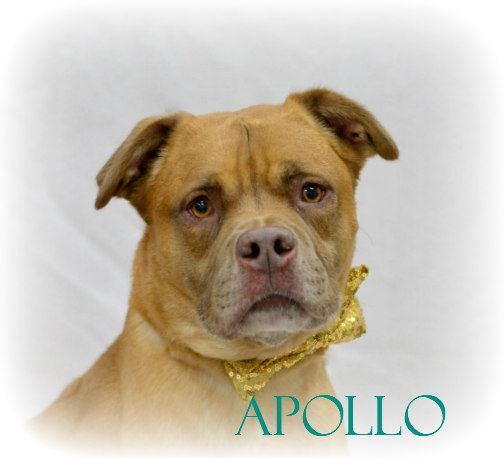 Apollo