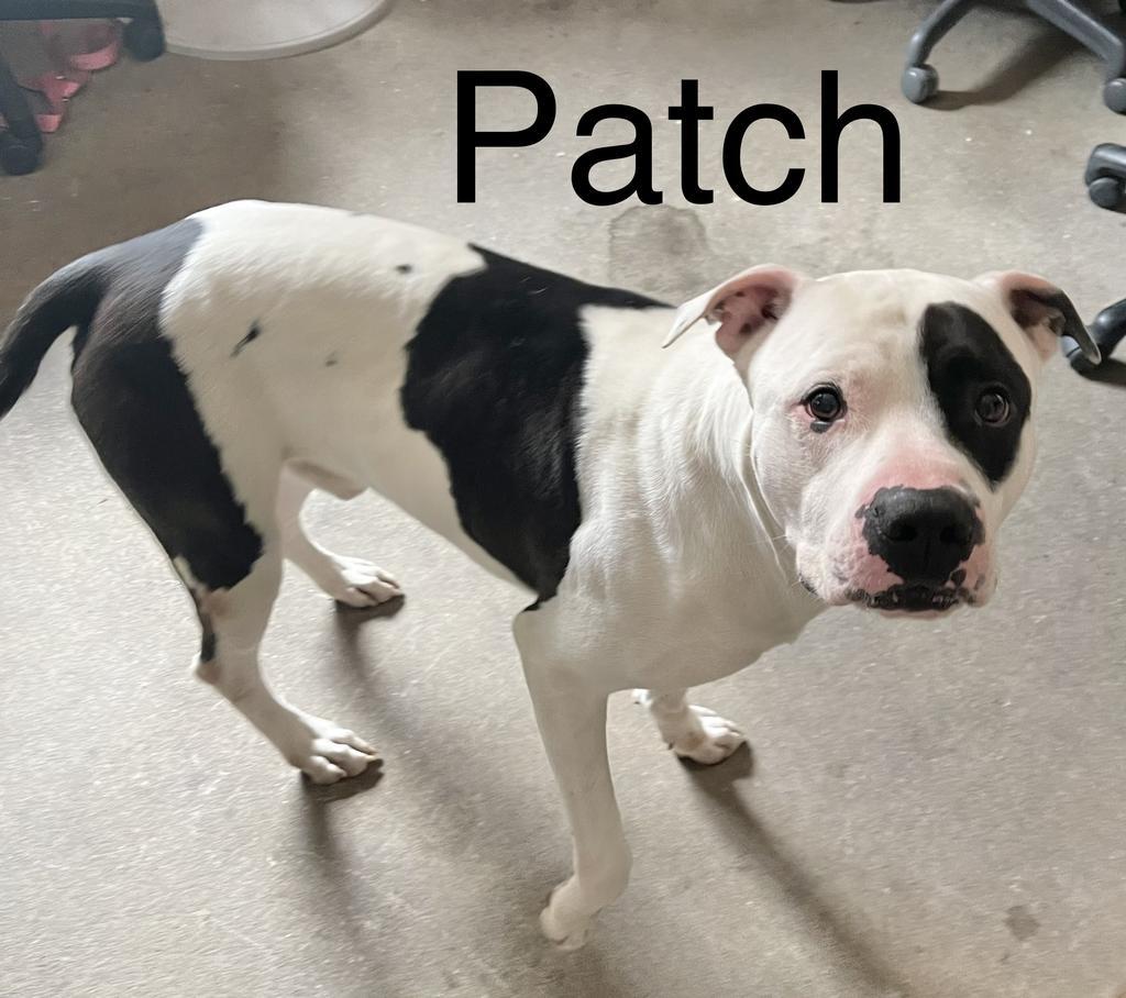 Patch