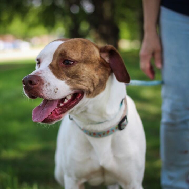 ATHENA- Needs a forever home!, an adoptable Labrador Retriever, Terrier in Birmingham, MI, 48012 | Photo Image 3