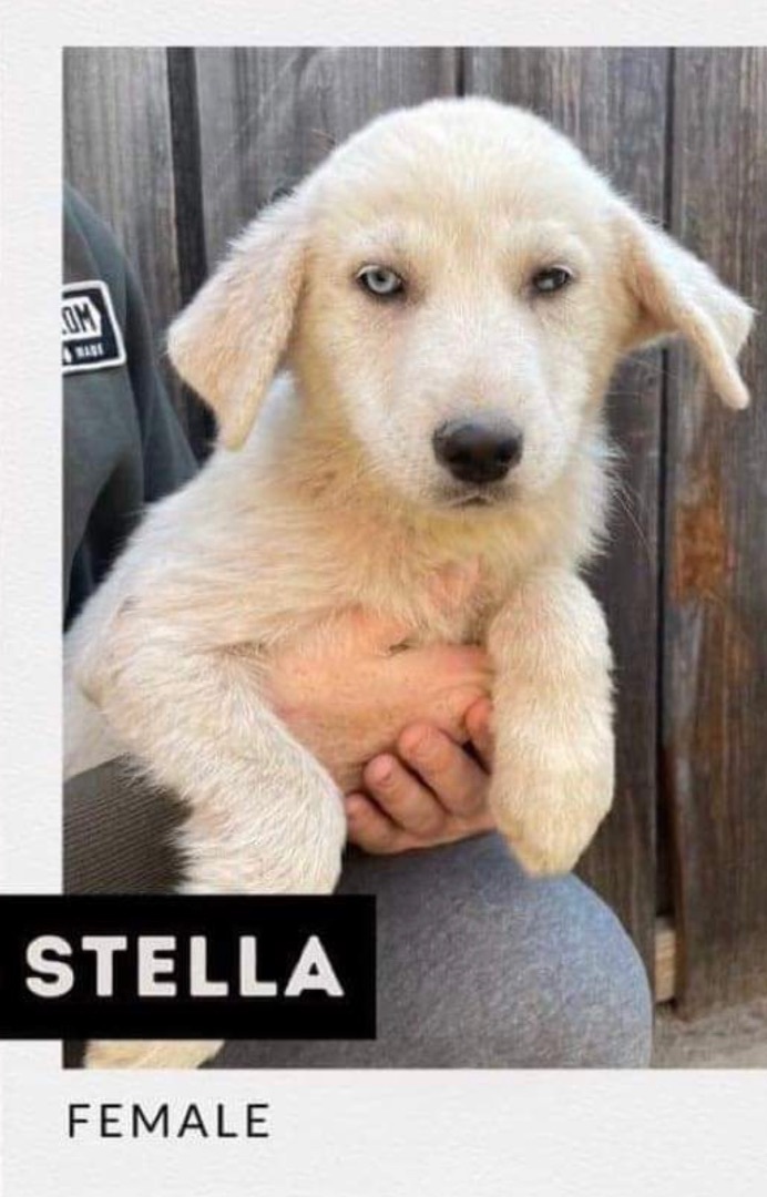 Stella