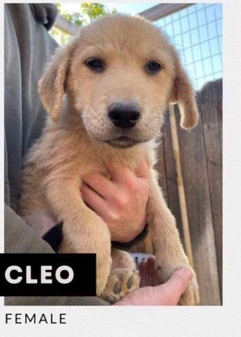 Cleo