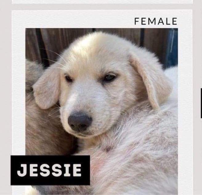 Jessie