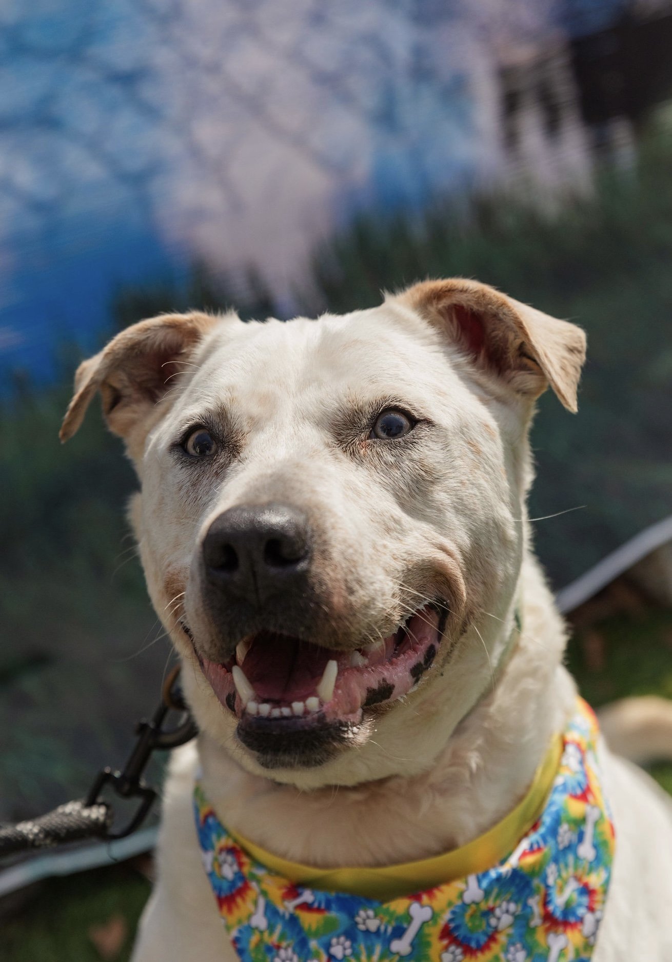 Sinatra, an adoptable American Bulldog in Mooresville, NC, 28117 | Photo Image 1