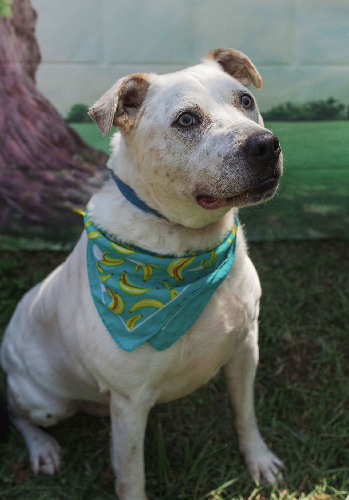 Sinatra, an adoptable American Bulldog in Mooresville, NC, 28117 | Photo Image 1