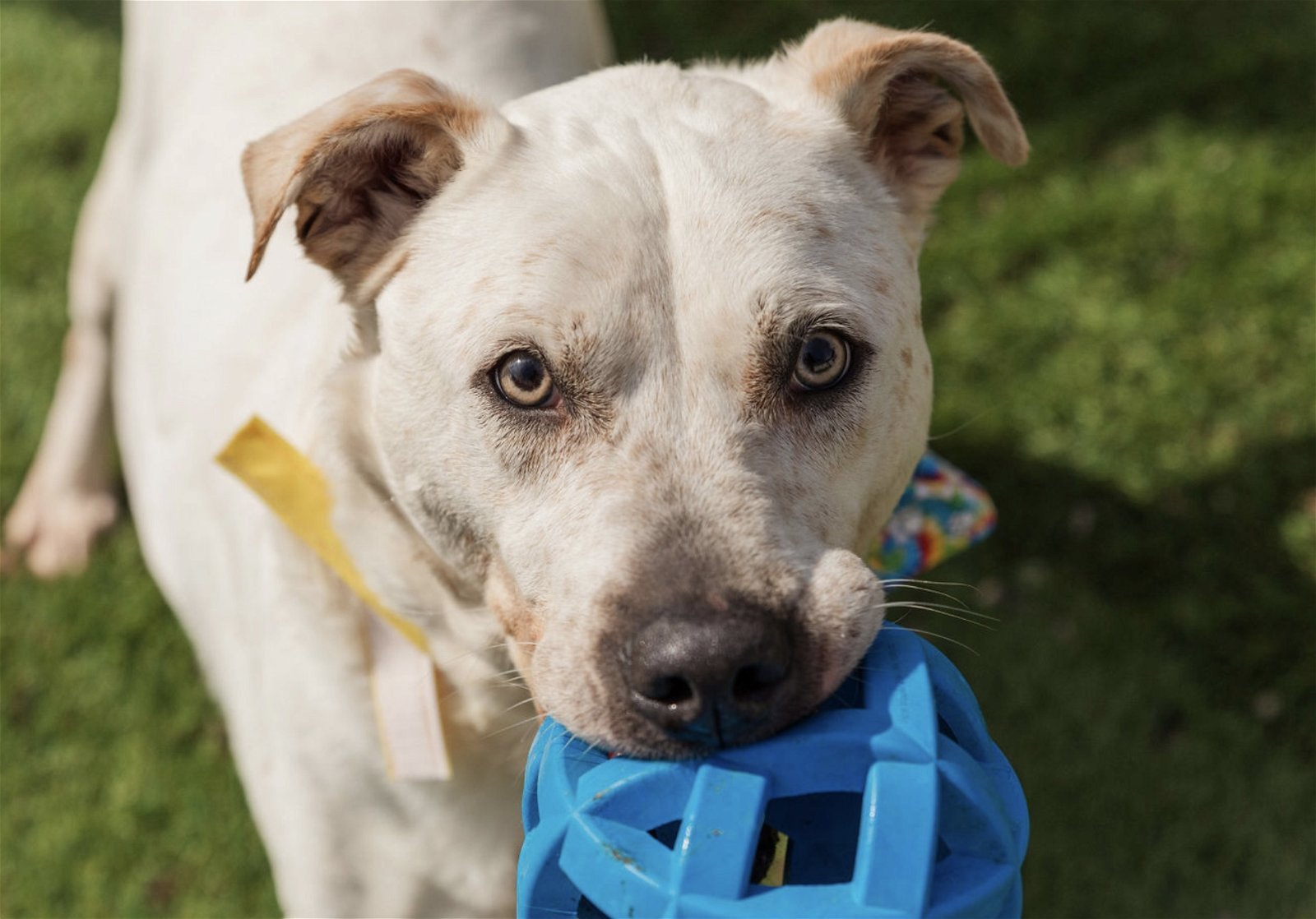 Sinatra, an adoptable American Bulldog in Mooresville, NC, 28117 | Photo Image 2