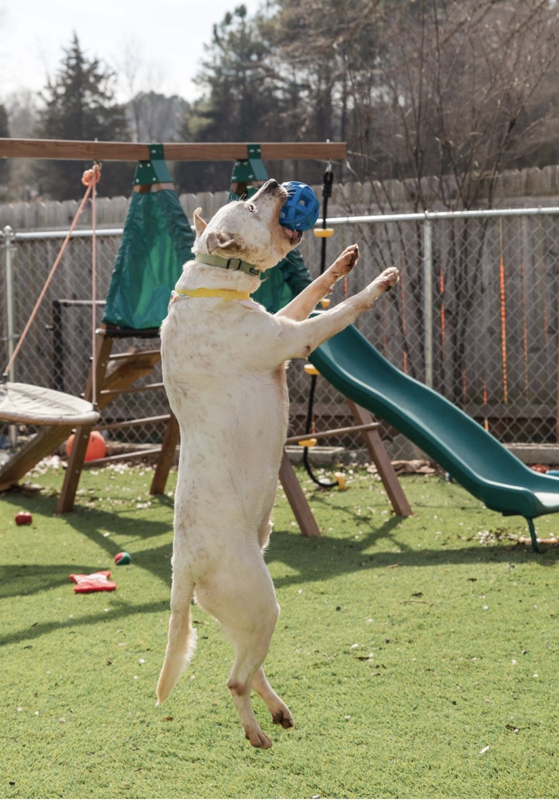 Sinatra, an adoptable American Bulldog in Mooresville, NC, 28117 | Photo Image 3