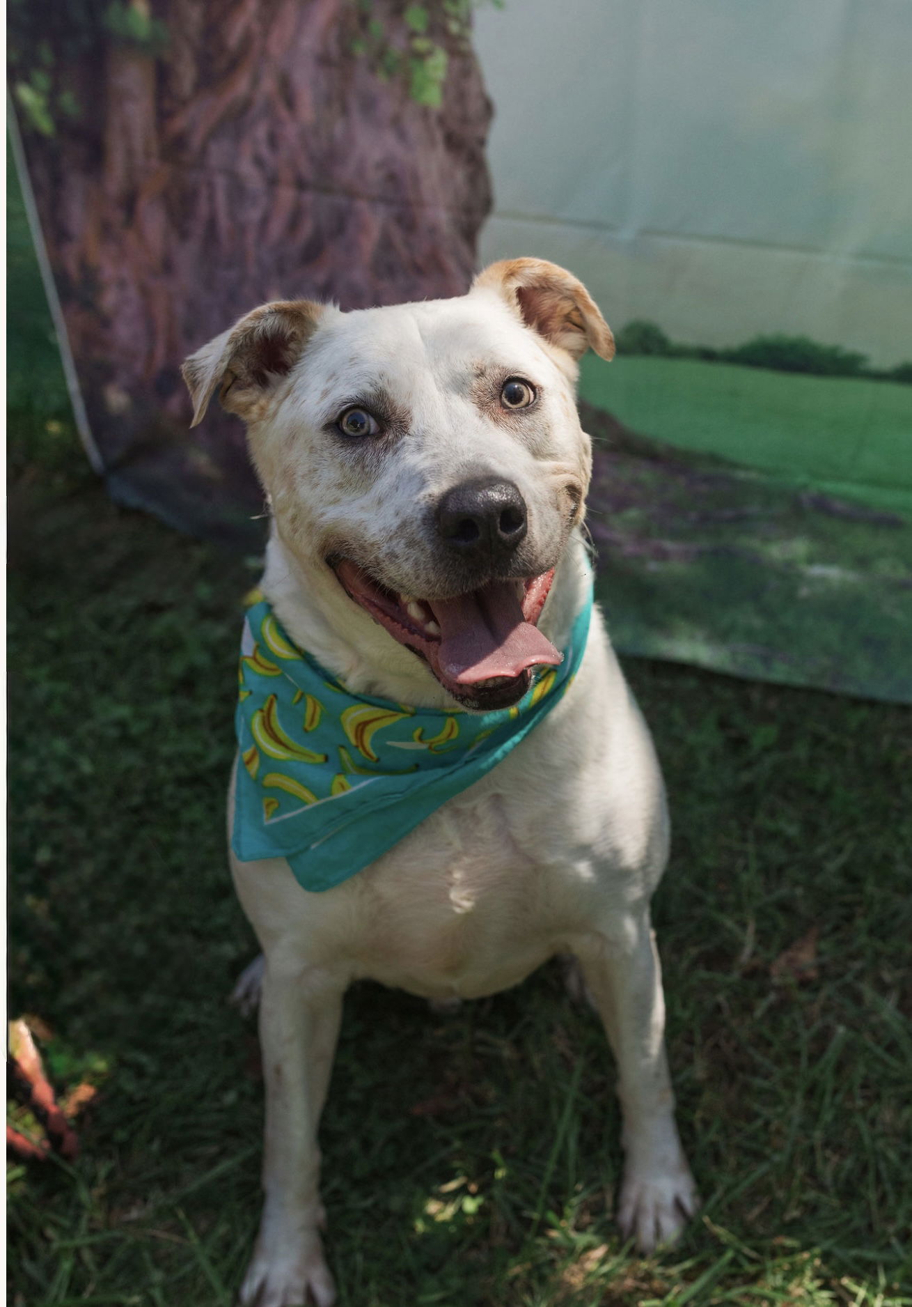 Sinatra, an adoptable American Bulldog in Mooresville, NC, 28117 | Photo Image 3