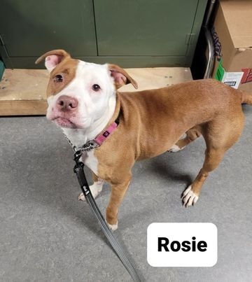 Rosie