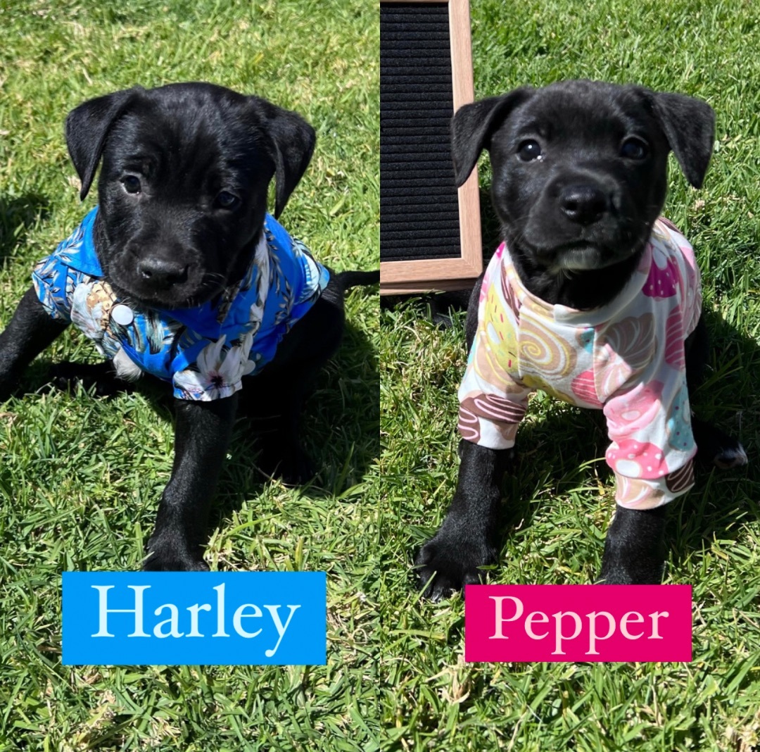 Harley & Pepper