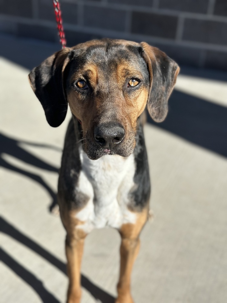 Dax, an adoptable Hound in Castle Rock, CO, 80104 | Photo Image 1